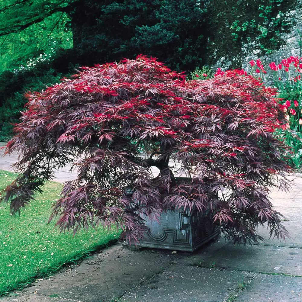 Acer Garnet