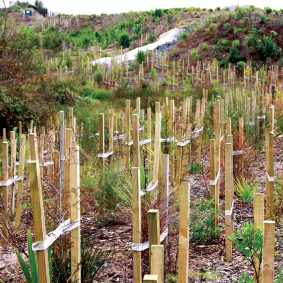 Treated Pine Stakes