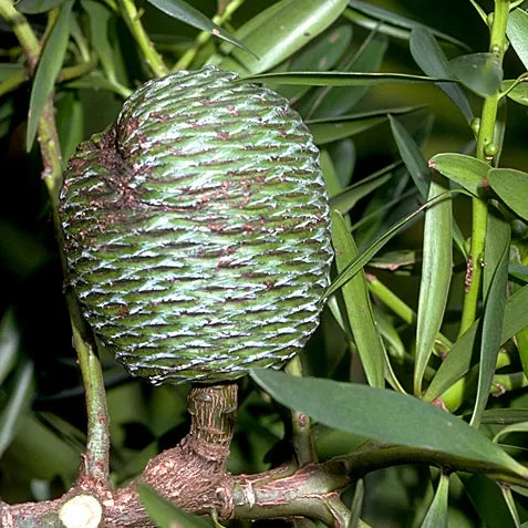 Agathis Robusta - Australian Kauri