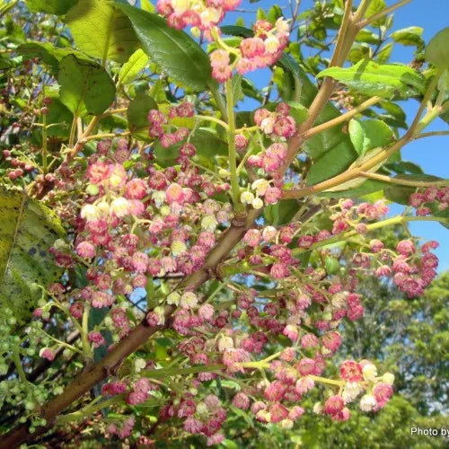 Aristotelia Serrata - Makomako / Wineberry