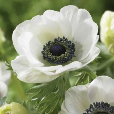 Anemone ‘White’ - Windflower