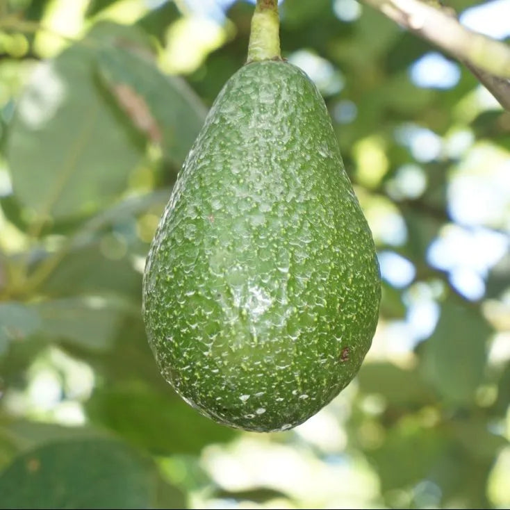 Avocado Edranol