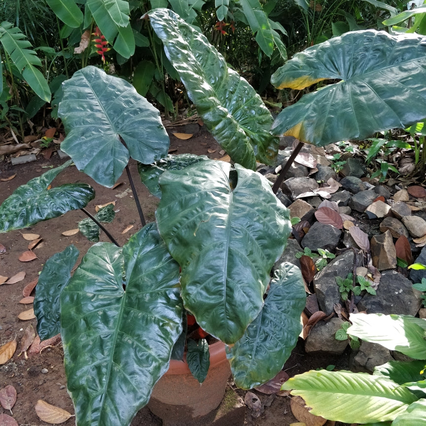 Alocasia Nigra - Elephant Ears