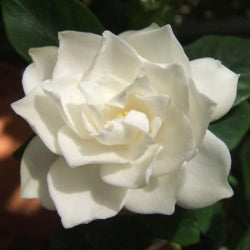 Gardenia Professor Pucci