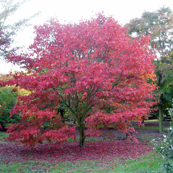 Acer Palmatum ‘Bloodgood’ - Japanese Maple