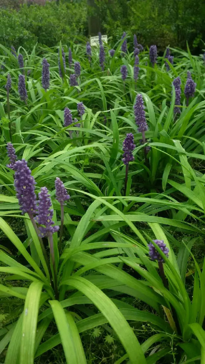 Liriope Muscari