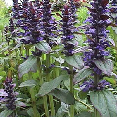 Ajuga ‘Catlins Giant’ - Bugleweed