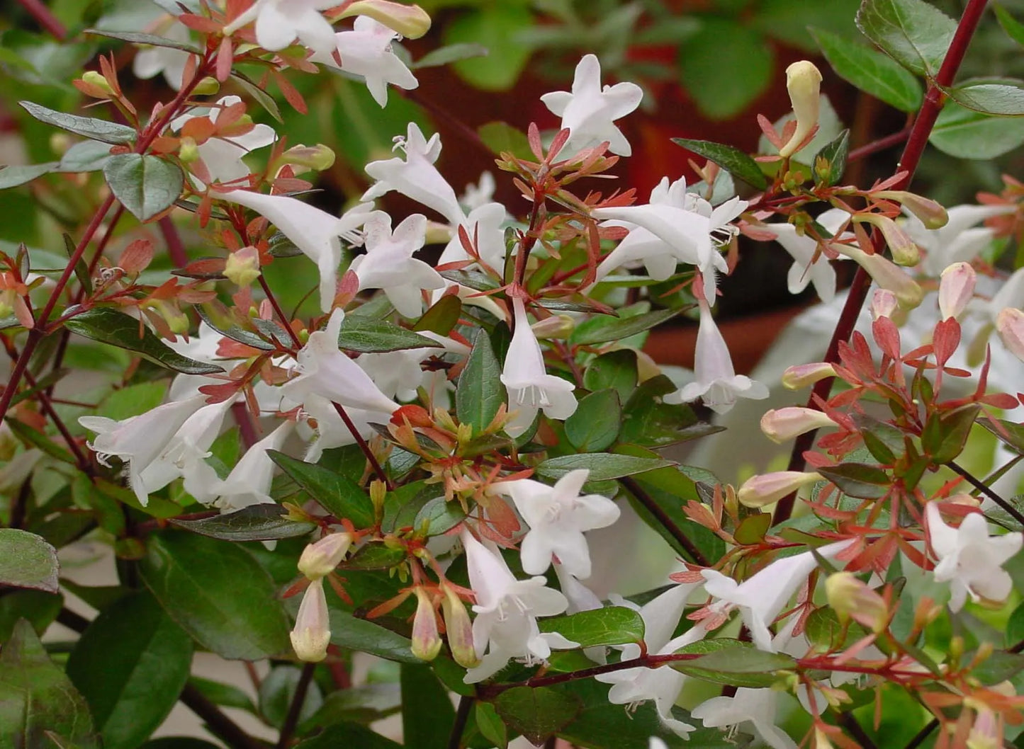 Abelia grandiflora (Glossy Abelia)