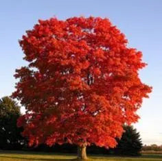 Acer Rubrum ‘Red Sunset’ - Canadian Maple