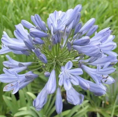 Agapanthus ‘Streamline’ - Blue Agapanthus