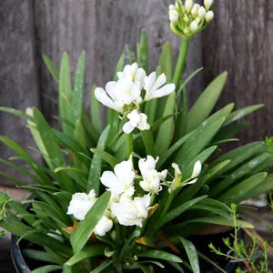 Agapanthus ‘Agapetite’ - White Agapanthus