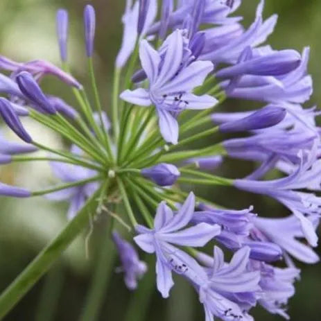 Agapanthus ‘Orientalis’ - Blue Lily Of The Nile