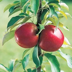 Apple ‘Ballerina Waltz’ - Fruiting Apple