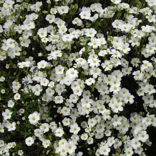 Arenaria Avalanche