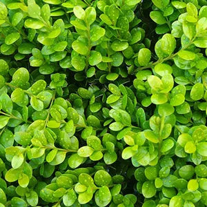 Buxus ‘Green Gem’ - Dwarf Box Hedge