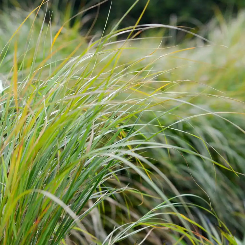 Carex Lessoniana - Cutty Grass