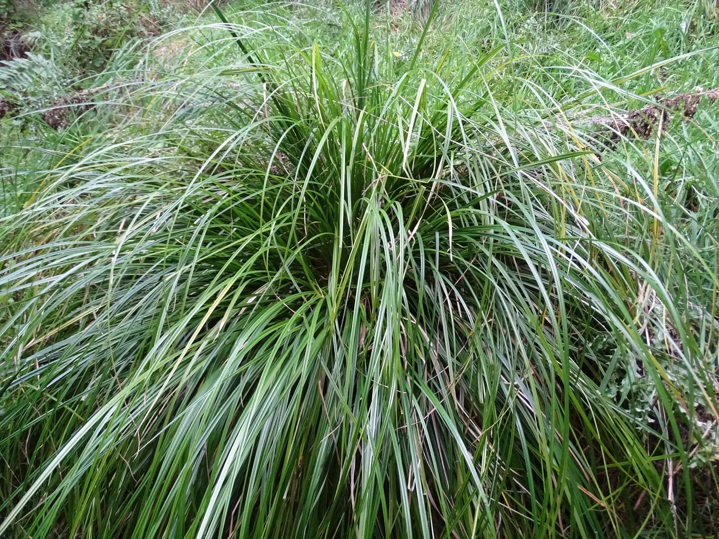 Carex Solandri - Forest Sedge