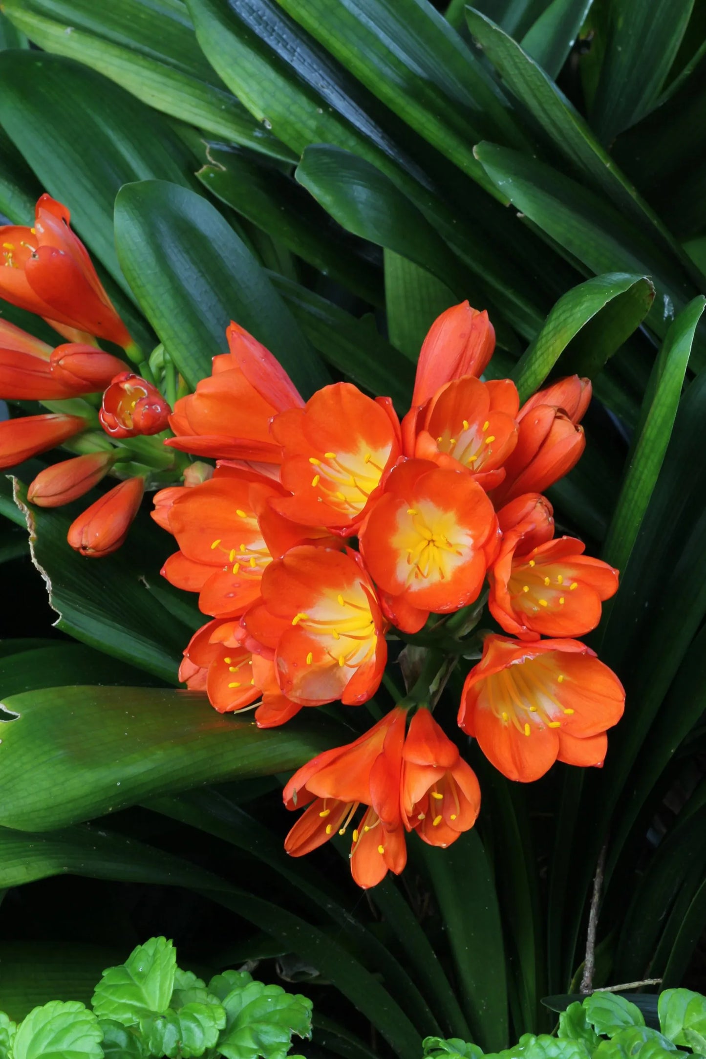 Clivia ‘Miniata’