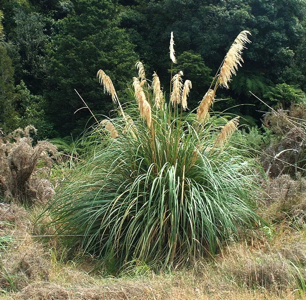Austroderia/Cortaderia Fulvida - New Zealand Toe Toe