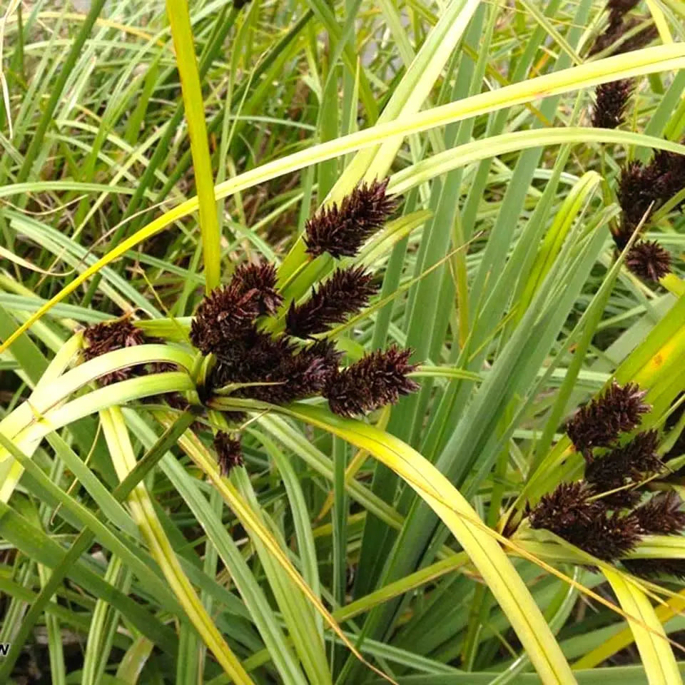 Cyperus Ustulatus - Giant Umbrella Sedge