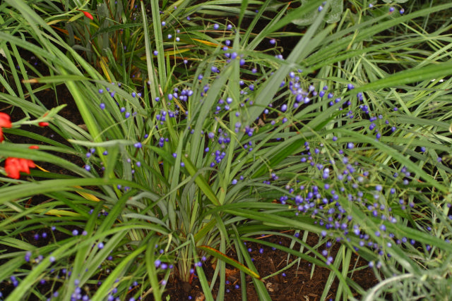 Dianella Nigra - New Zealand Blueberry, Turutu