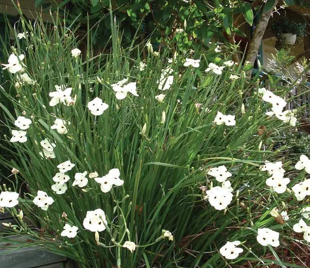 Dietes Bicolour - Iris