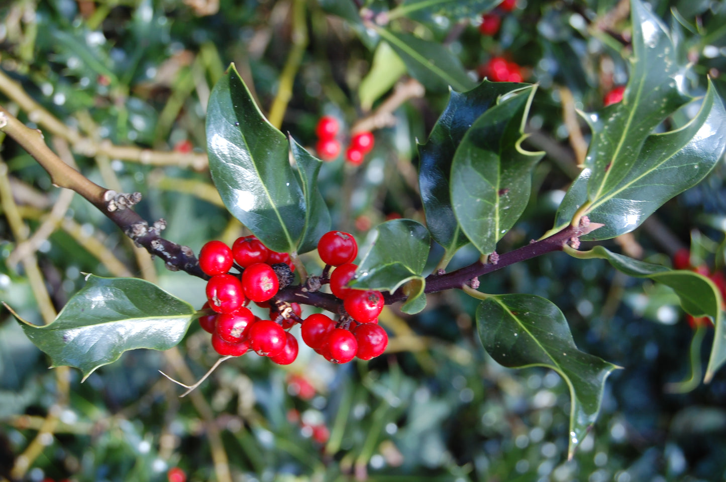 Ilex Aquafolium Female