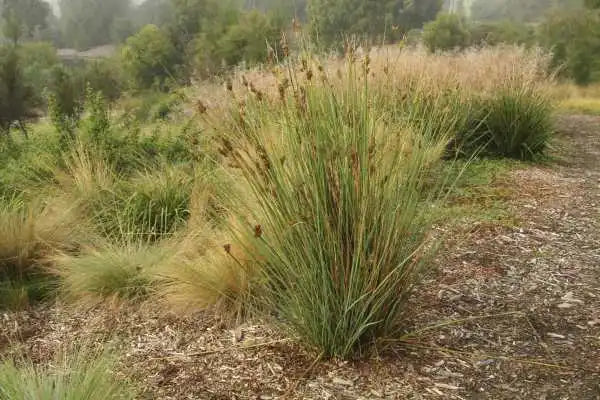 Juncus Pallidus - Wiwi / Giant Rush