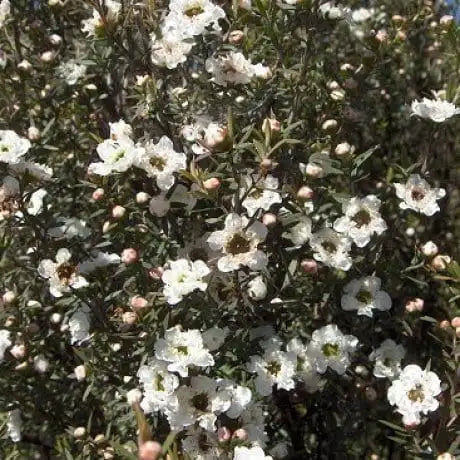 Leptospermum Scoparium ‘Manuka’