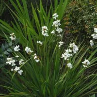 Libertia Grandiflora - New Zealand Iris