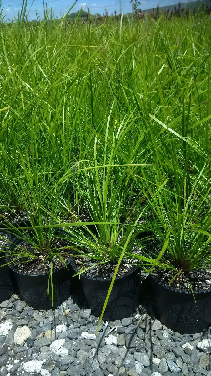 Lomandra Tanika