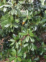 Magnolia ‘D.D. Blanchard’ - Magnolia