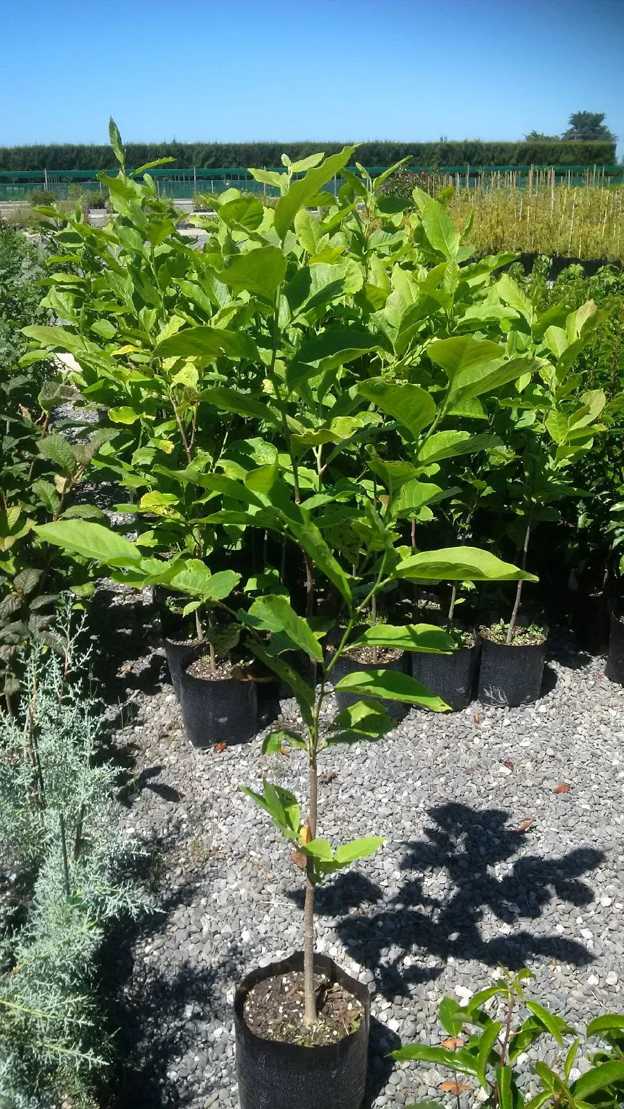 Magnolia ‘Soulangeana’