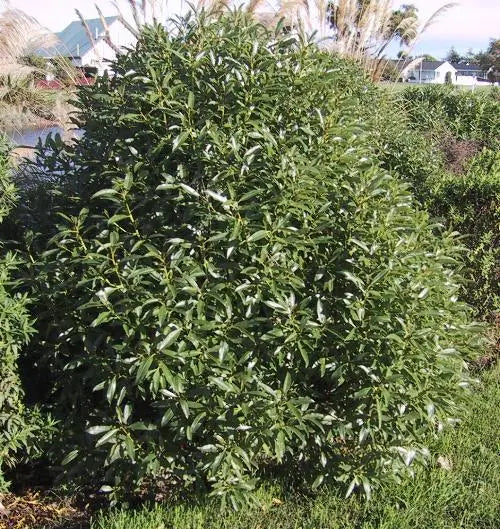 Myoporum Laetum - Ngaio