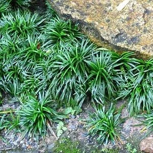 Ophiopogon Japonicus - Green Mondo Grass