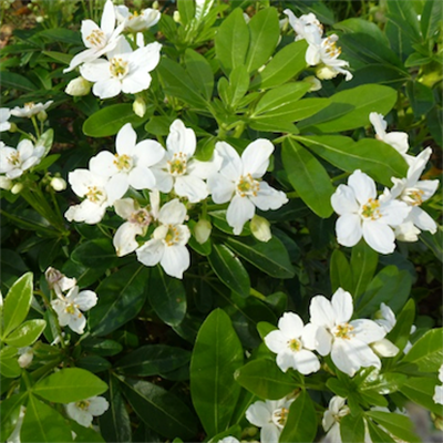 Choisya Ternata - Mexican Orange Blossom
