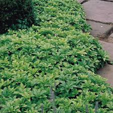 Pachysandra Terminalis