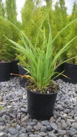 Phormium Cookianum - Wharariki / Mountain Flax