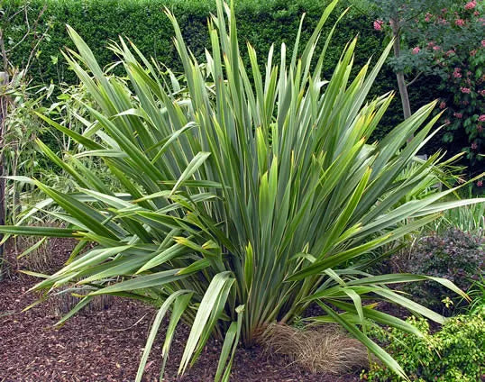 Phormium ‘Tenax’ - Ornamental Flax