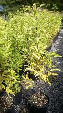 Pittosporum ‘Eugenioides’ - Tarata / Lemonwood