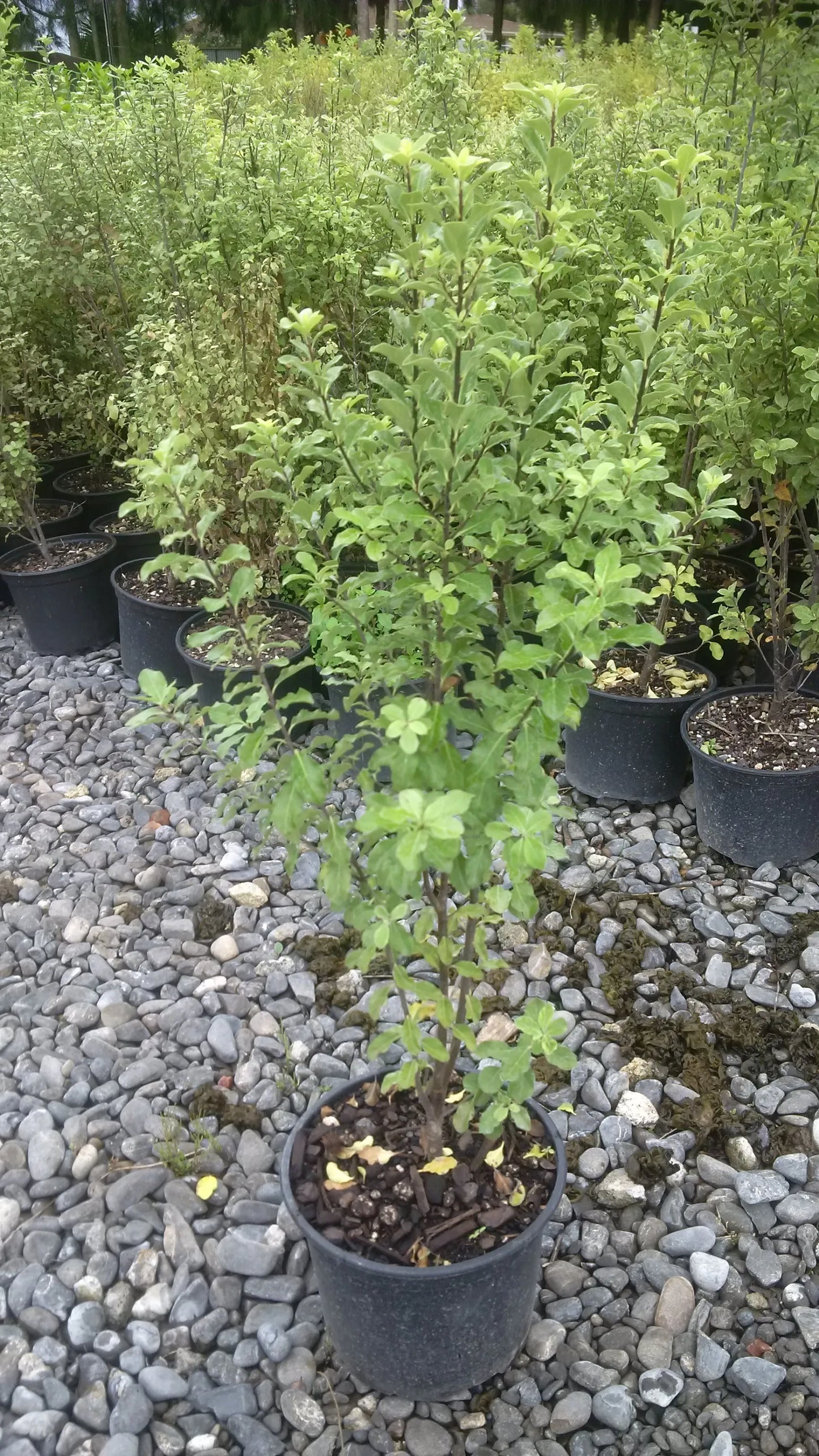 Pittosporum Tenuifolium