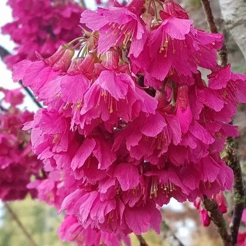 Magnolia ‘Felix Jury’ - Magnolia