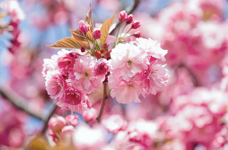 Prunus ‘Kanzan’ - Japanese Cherry