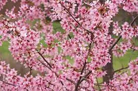 Prunus ‘Okame’ - Okamé Cherry