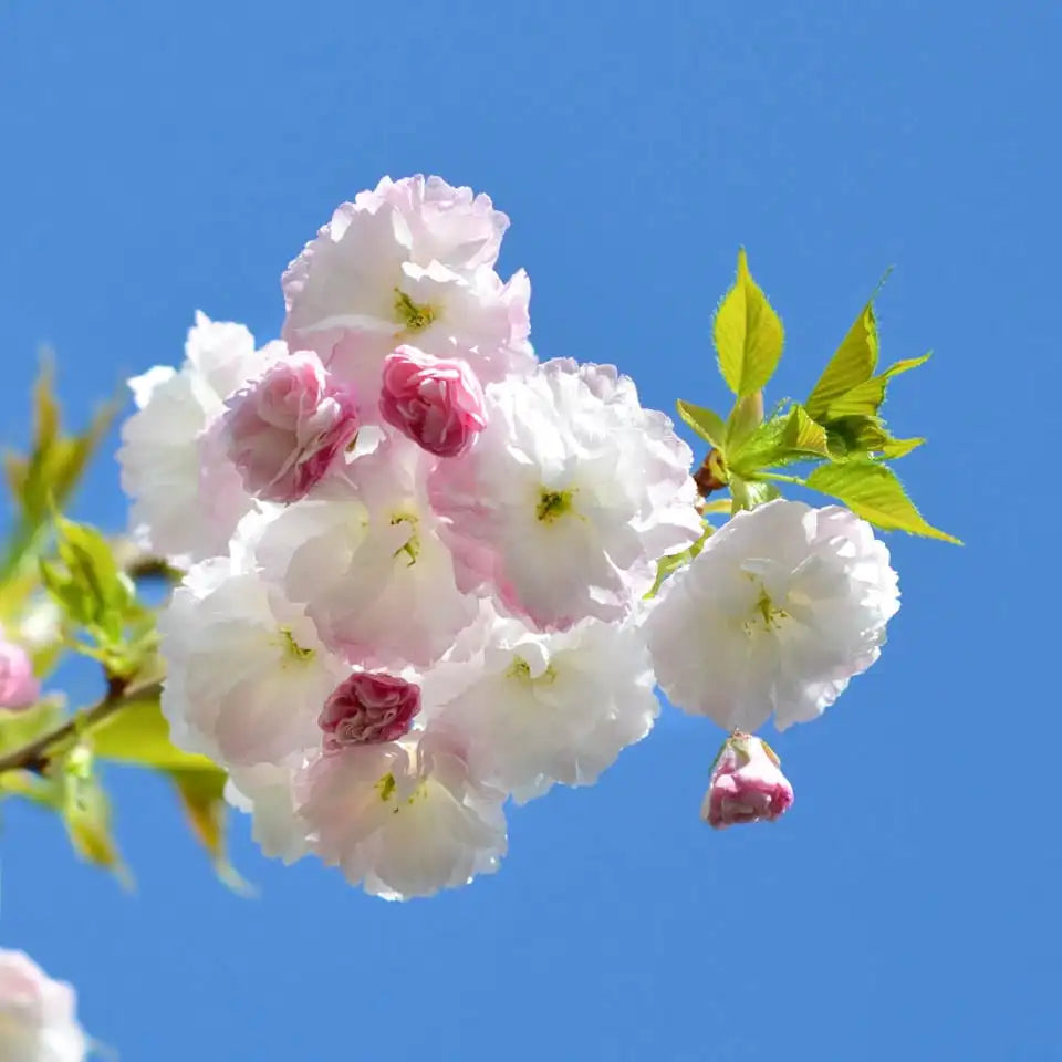 Prunus ‘Shimidsu Sakura’ - Japanese Cherry