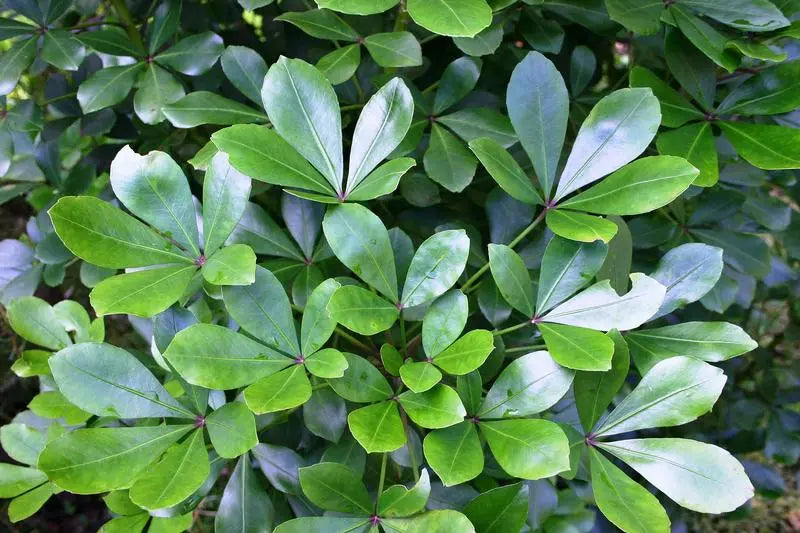 Pseudopanax ‘Lessonii’ - Houpara, Coastal Five Finger