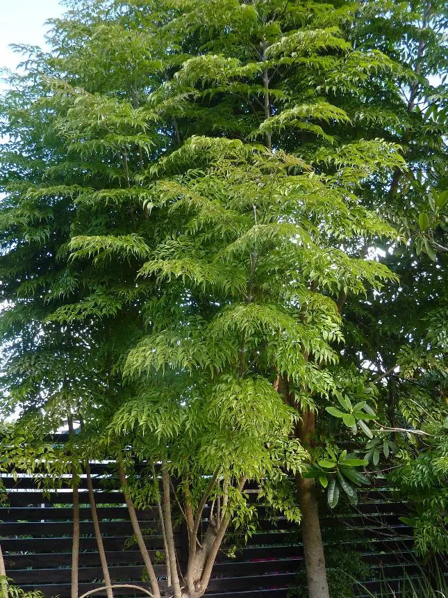 Radermachera Sinica - China Doll, Emerald Tree, Serpent Tree