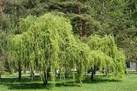 Salix Matsudana ‘Tortuosa’ - Tortured / Corkscrew Willow