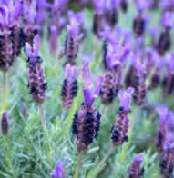 Lavender Major - French/Spanish Lavender