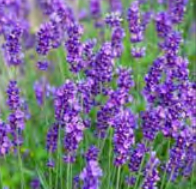 Lavender Munstead - English Lavender
